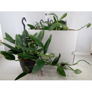 Philodendron  'Cobra'