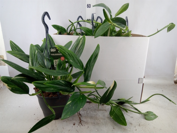 <h4>Philodendron  'Cobra'</h4>