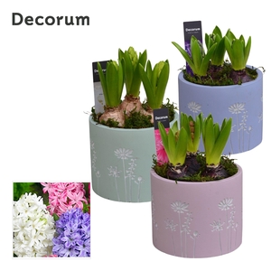 Hyacint Whisper Flower HL15740 [LOVELY COLORS]