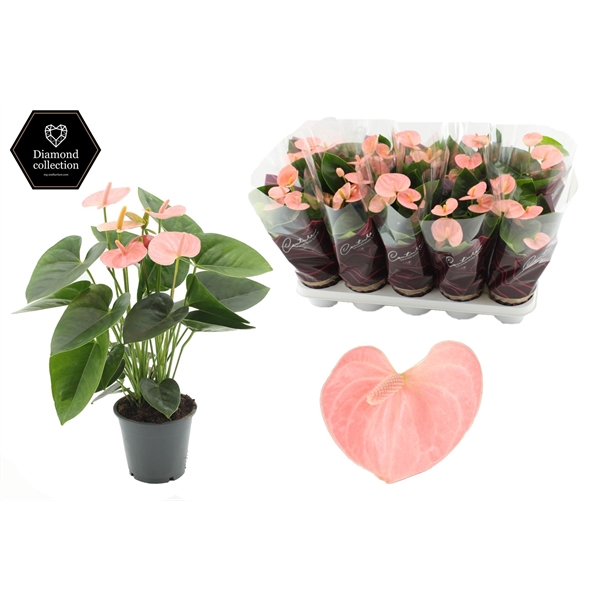 <h4>Anthurium 12 cm Spirit in Couture Diamond Line Purple sleeve</h4>