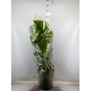 Monstera delic.
