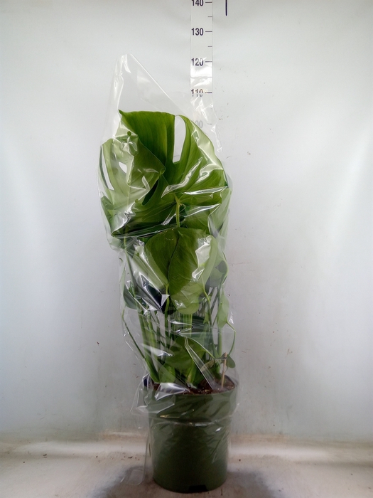 <h4>Monstera delic.</h4>