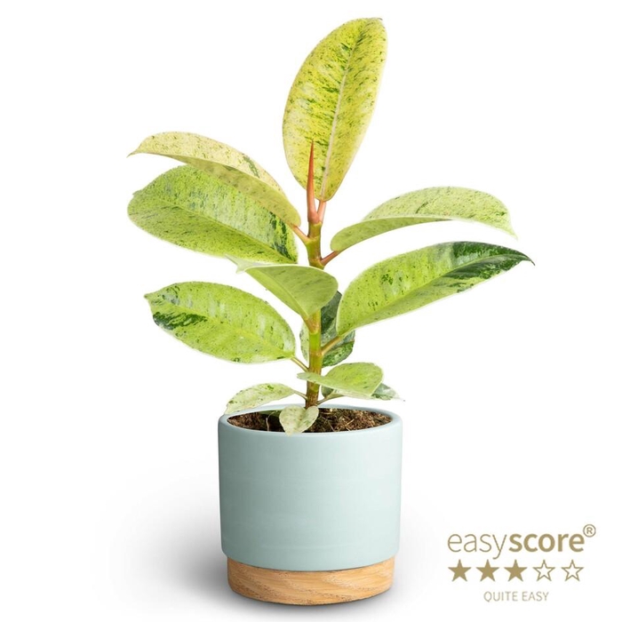 <h4>FICUS ELASTICA P10 SCHIVEREANA WB BLUE</h4>