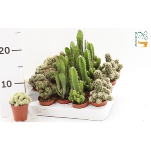 CACTUS GEM