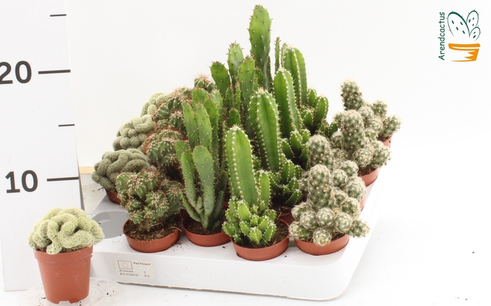 <h4>CACTUS GEM</h4>