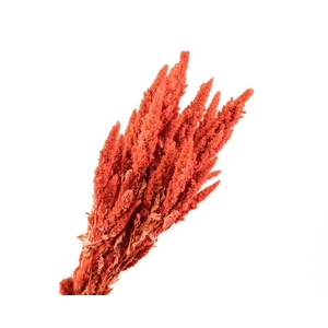 Amaranthus Orange