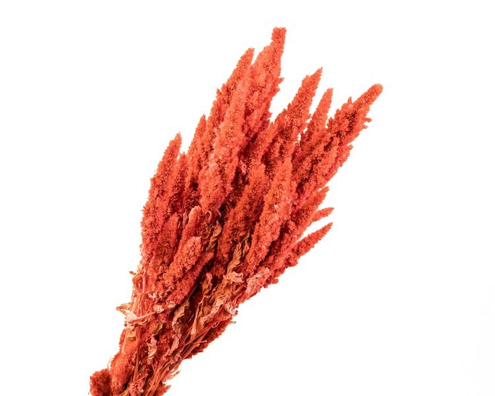 <h4>Amaranthus Orange</h4>