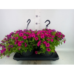 Petunia  'Tiny Tunia Burgundy'