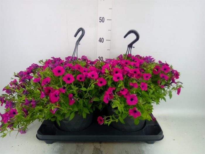 <h4>Petunia  'Tiny Tunia Burgundy'</h4>