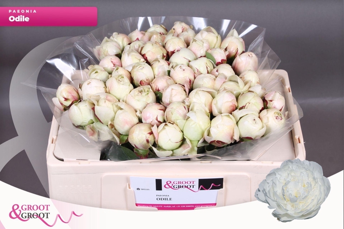 <h4>Paeonia Odile | Heavy Quality</h4>