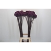 Allium Summer Drummer