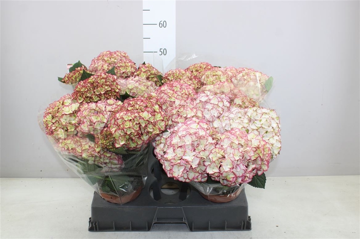 Hydrangea Hi Moon 5-6