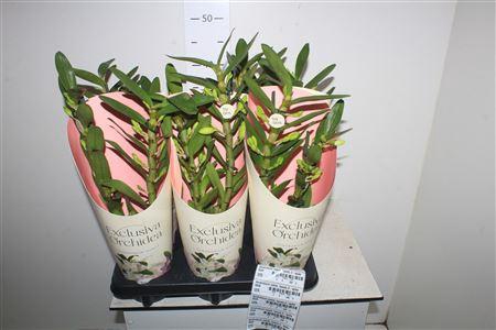 <h4>Dendrobium Nobile, Tweety 2-spike</h4>