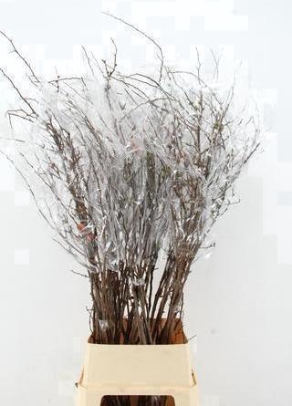 <h4>CHAENOMELES SUPERBA PINK 130CM</h4>