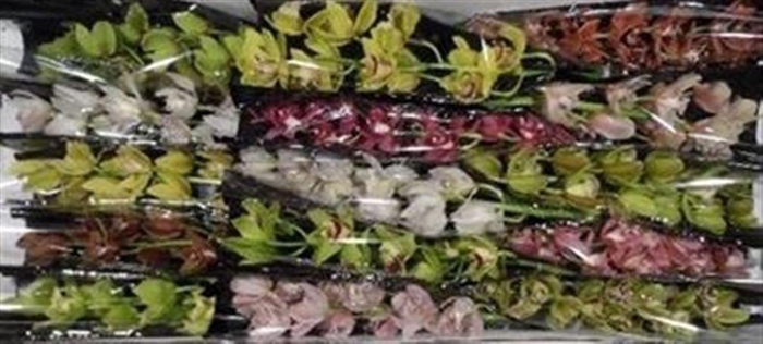 <h4>Cymb Mi Gem</h4>