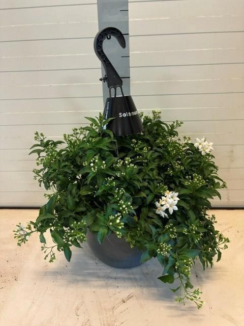 <h4>SOLANUM JASMINOIDES</h4>