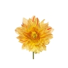 DAHLIA VINCENT VAN 060 CM