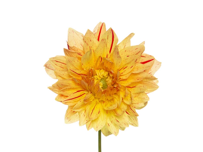DAHLIA VINCENT VAN 060 CM