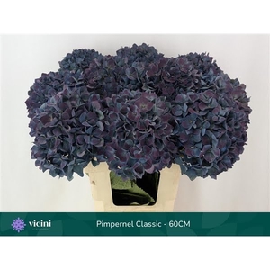 Hydr Pimpernel Classic 60 cm Vicini