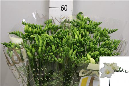 <h4>Fr En Ambiance</h4>