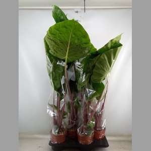 Alocasia   ...