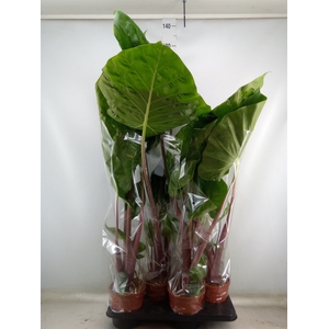 Alocasia   ...