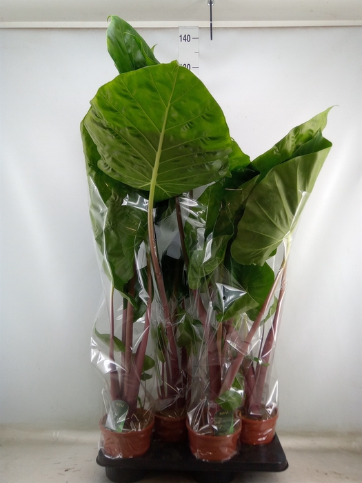 <h4>Alocasia   ...</h4>