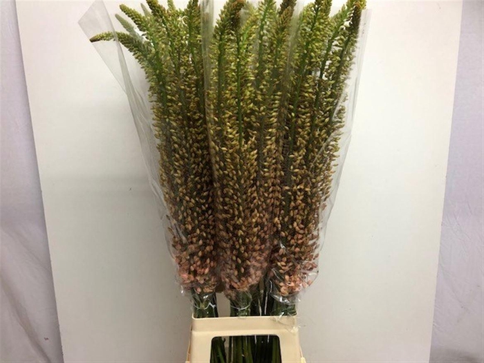 <h4>EREMURUS SH P STAR</h4>