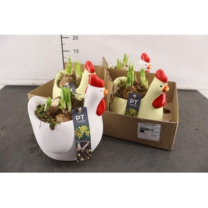 * Arr Ptnp4507 Kip Keramiek & Narcis Tete A Tete