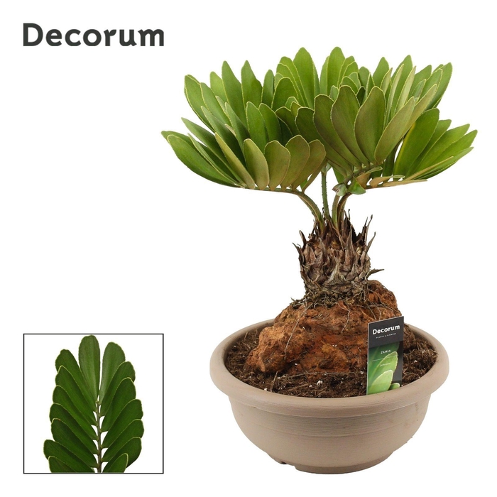 <h4>Zamia Furfuracea 30 cm (Decorum)</h4>
