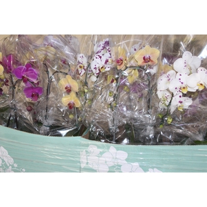 PHALAENOPSIS CASCATA P15 2 HT TRABA