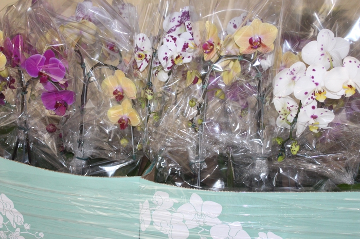 <h4>PHALAENOPSIS CASCATA P15 2 HT TRABA</h4>