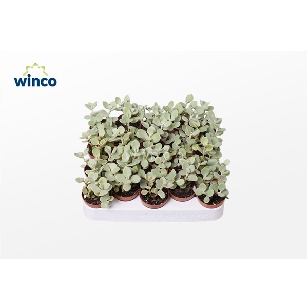 <h4>Kalanchoe Hildebrandtii</h4>