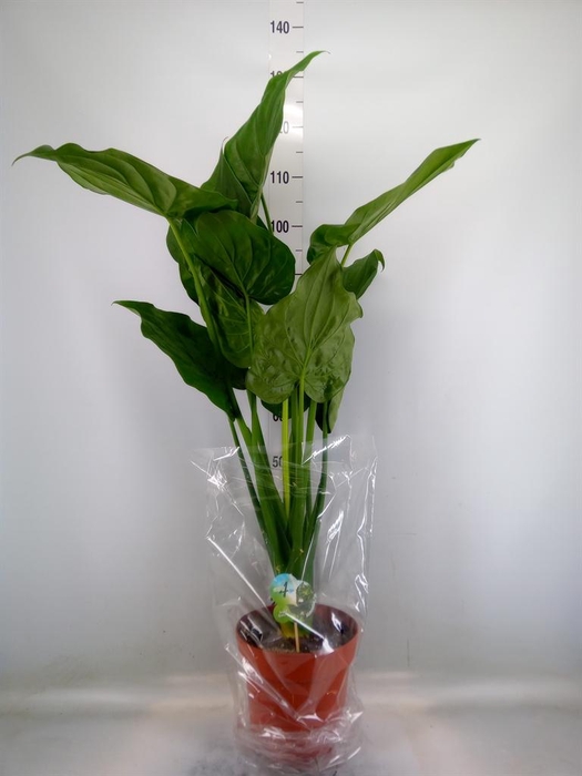 <h4>Alocasia cucullata</h4>