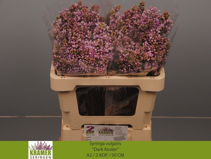 <h4>SYR V DARK KOSTER</h4>