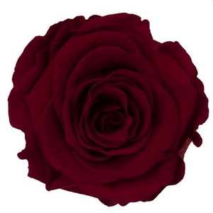 PRESERVED ROSA XL RED 01