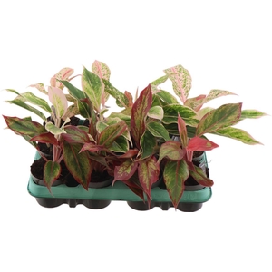 Aglaonema Gemengd