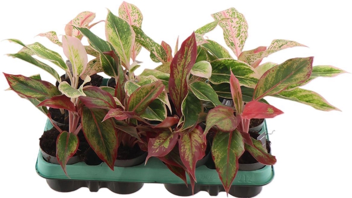 <h4>Aglaonema Gemengd</h4>