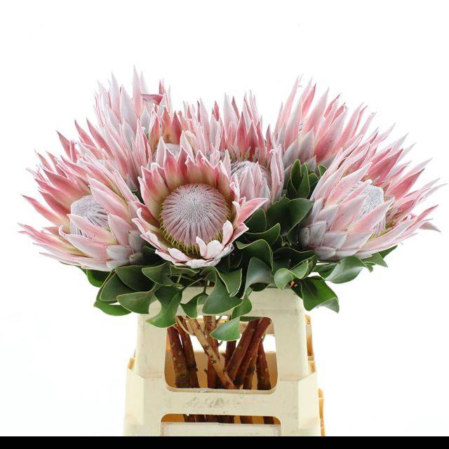 <h4>PROTEA CYNAROIDES</h4>