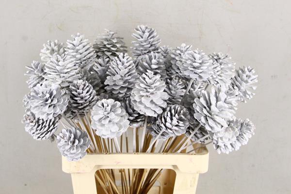 Stick Pine Cone White