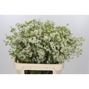 Chamelaucium Ofir