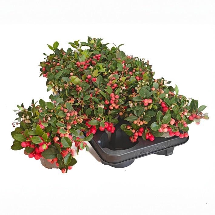 <h4>GAULTH PR BIG BERRY</h4>