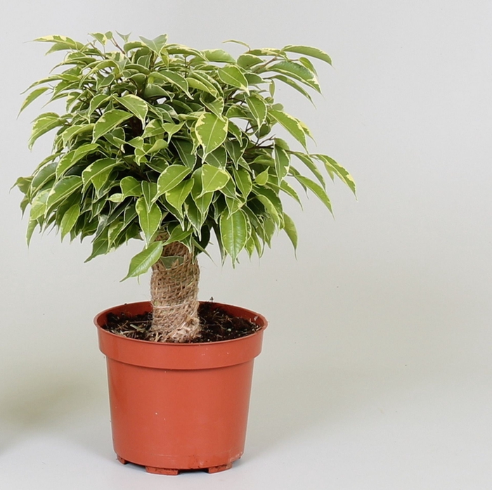 <h4>Ficus Kinky</h4>