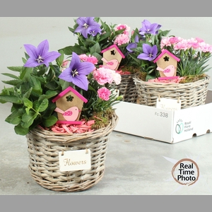 ARR TUINPLANTEN