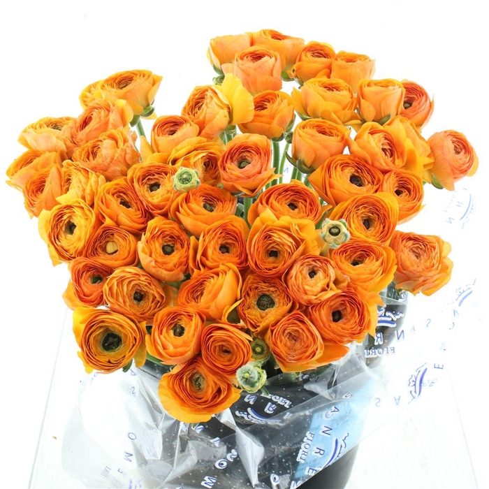 <h4>Ran Su Sr Lambada Orange Super</h4>