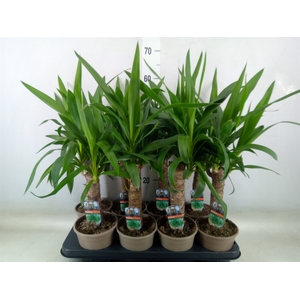 Yucca