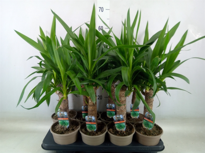 <h4>Yucca</h4>