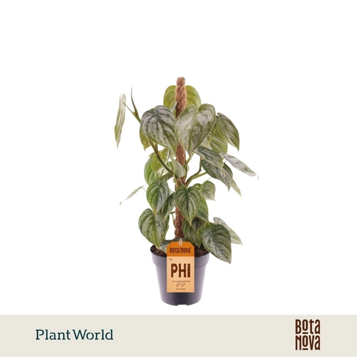 <h4>Philodendron brandtianum</h4>