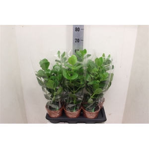 Clusia rosea