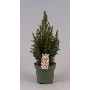 Picea Gl December